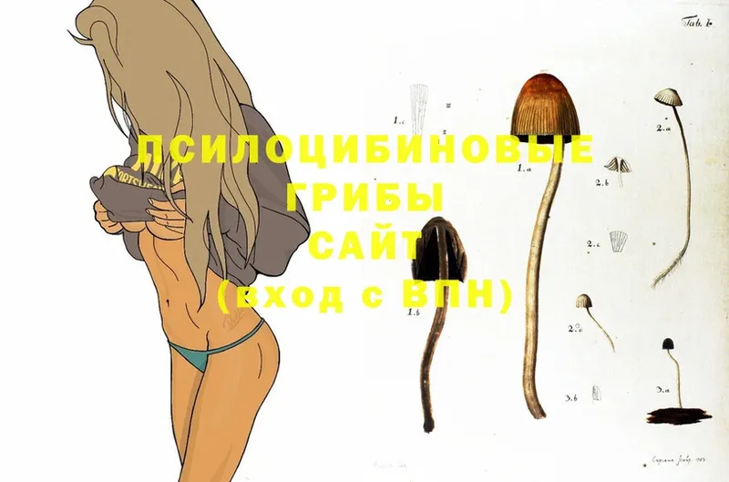 hydra сайт  Ростов-на-Дону  Галлюциногенные грибы Psilocybe  как найти закладки 